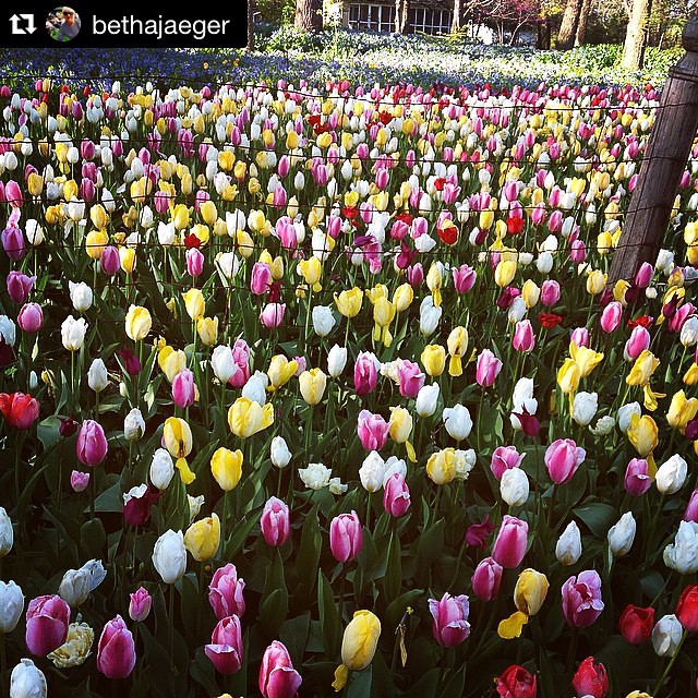 Fargo Boulevard Tulips - Beth Jaeger